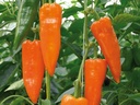 Sweet pepper ORANOS organic (Vit) conical orange (500/pk)