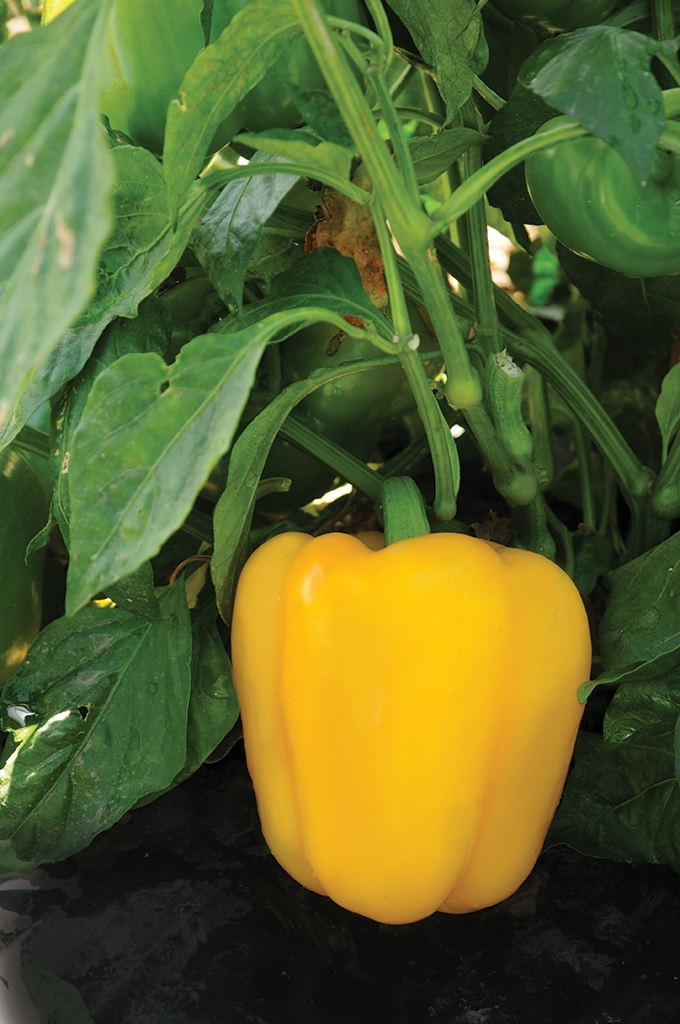 Sweet pepper ABAY organic (Vit) blocky yellow (1000/pk)