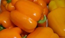 Sweet pepper MILENA organic (Vit) blocky orange (1000/pk)