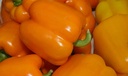 Sweet pepper MILENA untreated (Enza) blocky orange (1000/pk)