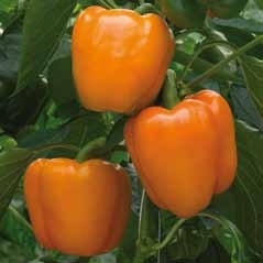 Sweet pepper MILENA untreated (Enza) blocky orange (500/pk)