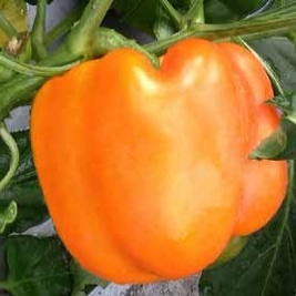 Sweet pepper MILENA untreated (Enza) blocky orange (500/pk)