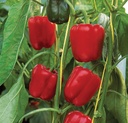 Sweet pepper SPRINTER organic (Vit) blocky red (1000/pk)