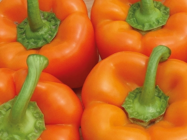 Sweet pepper MOZART untreated (Enza) blocky orange  (1000/pk)