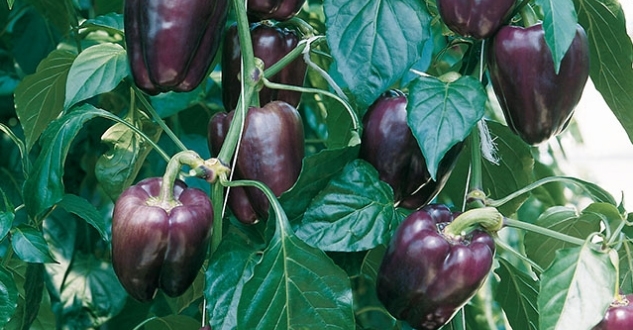 Sweet pepper TEQUILA untreated (Enza) square lilac (1000/pk)