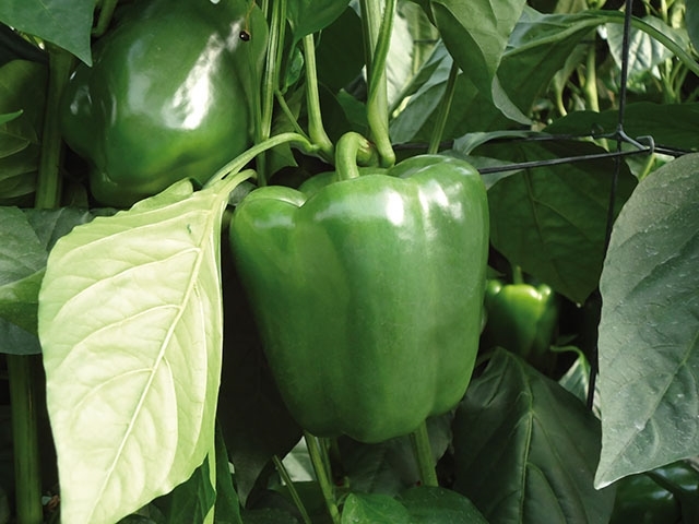 Sweet pepper ORION untreated (Enza) blocky red (1000/pk)