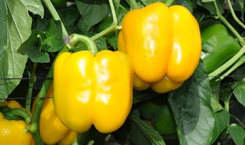 Sweet pepper DICAPRIO (Vit) yellow square (1000/pk)