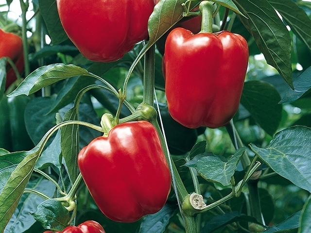 Sweet pepper SPRINTER organic (Vit) blocky red (500/pk)