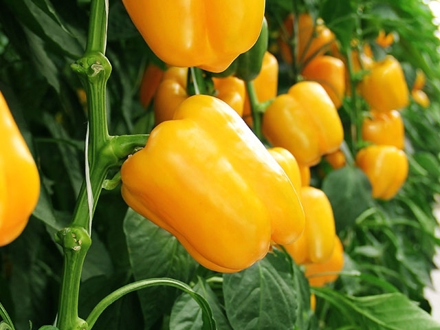 Sweet pepper EURIX untreated (Enza) square yellow (500/pk)