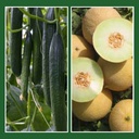 Cucumber FLEXIFORT organic (Vit) rootstock (1000/pk)