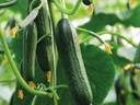 Cucumber KATRINA untreated (Enza) long (1000/pk)