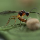 BioAphidius - Aphidius colemani wasps mummies