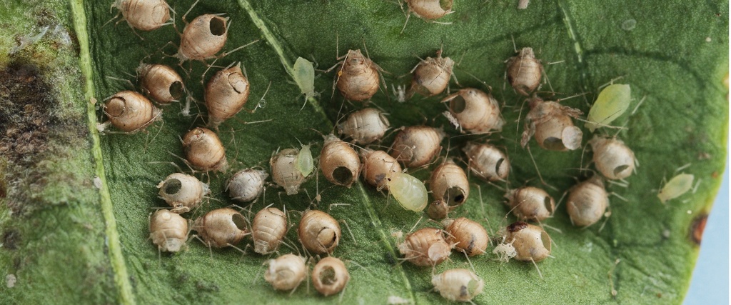 BioAphidius - Aphidius colemani wasps mummies