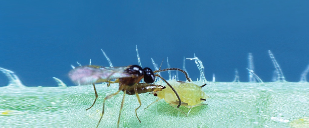 BioAphidius - Aphidius colemani wasps mummies