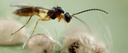 BioAphidius - Aphidius colemani wasps mummies