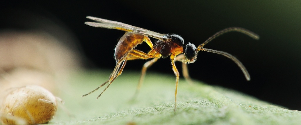 BioAphidius - Aphidius colemani wasps mummies