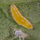 BioAphidoletes - Aphidoletes aphidimyza pupae (1,000 pupae / bottle)