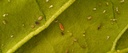 BioAphidoletes - Aphidoletes aphidimyza pupae (1,000 pupae / bottle)