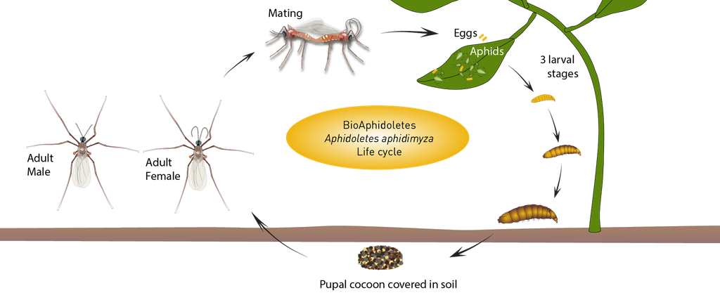 BioAphidoletes - Aphidoletes aphidimyza pupae (1,000 pupae / bottle)