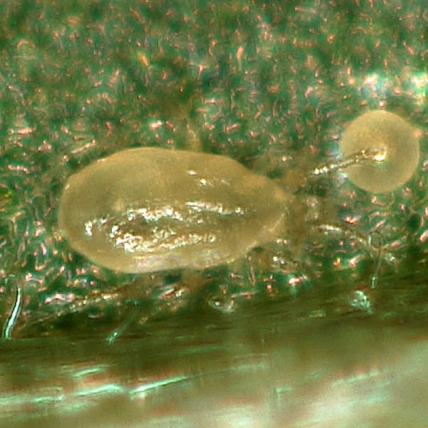 BioCalifornicus sachets - Neoseiulus californicus mites sachets with hooks 