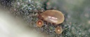 BioCalifornicus sachets - Neoseiulus californicus mites sachets with hooks 