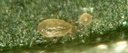 BioCalifornicus - Neoseiulus californicus mites