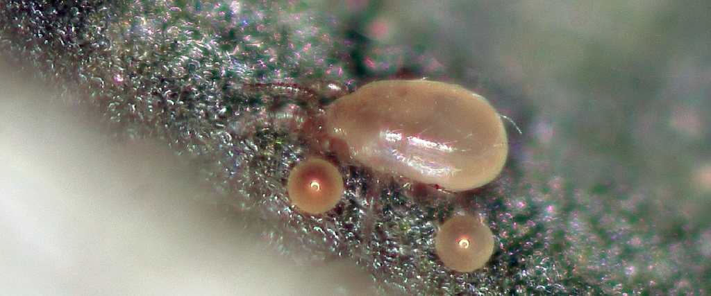 BioCalifornicus - Neoseiulus californicus mites
