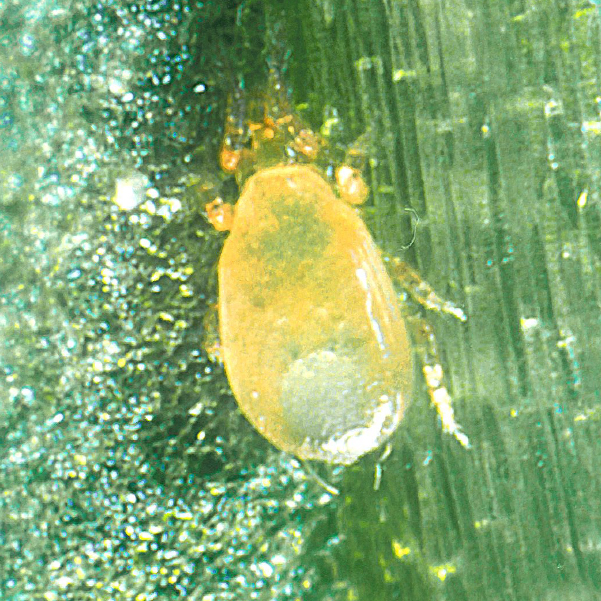 BioCucumeris sachets - Neoseiulus cucumeris mites sachets with hooks 