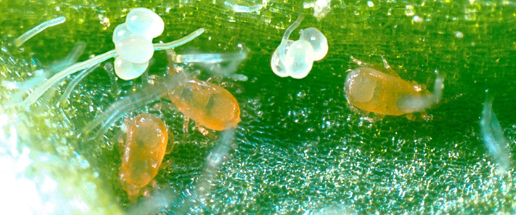 BioCucumeris sachets - Neoseiulus cucumeris mites sachets with hooks 