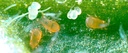 BioCucumeris - Neoseiulus cucumeris mites