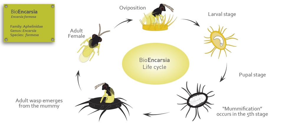 BioEncarsia pods - Encarsia formosa mummies (120 pods of 125, total 15,000 mummies / box)