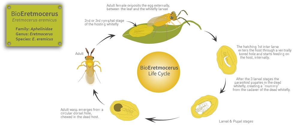 BioEretmocerus pods - Eretmocerus eremicus mummies (120 pods of 125, total 15,000 mummies / box)