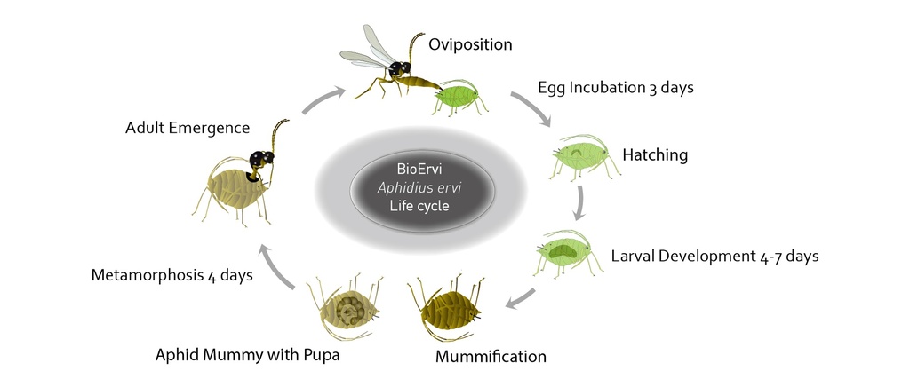 BioErvi - Aphidius ervi mummies