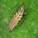 BioLacewing (or BioCarnea) - Chrysoperla carnea eggs