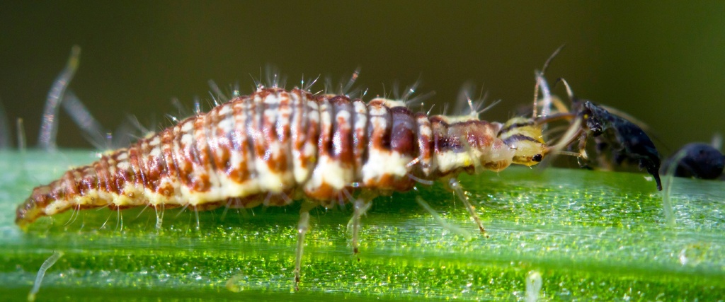 BioLacewing (or BioCarnea) - Chrysoperla carnea eggs