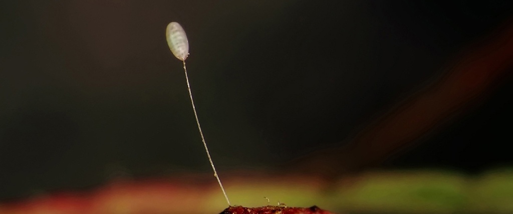 BioLacewing (or BioCarnea) - Chrysoperla carnea eggs