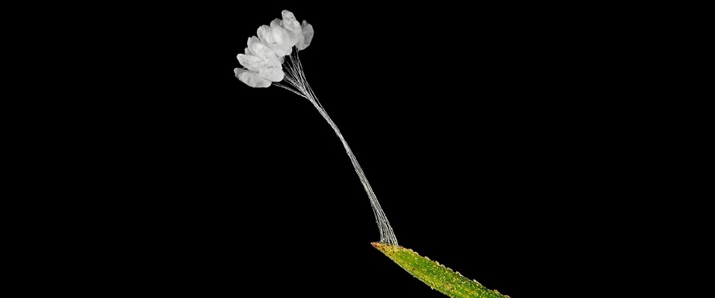 BioLacewing (or BioCarnea) - Chrysoperla carnea eggs