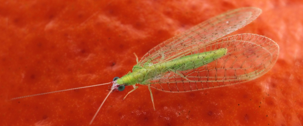 BioLacewing (or BioCarnea) - Chrysoperla carnea eggs