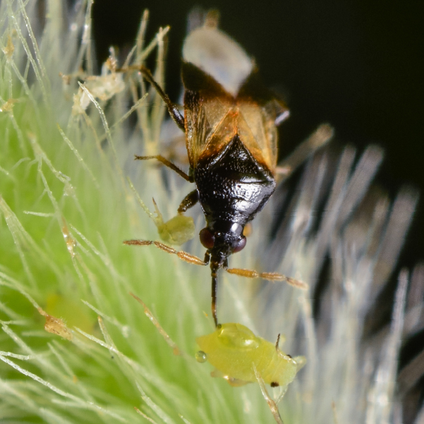 BioOrius - Orius insidiosus