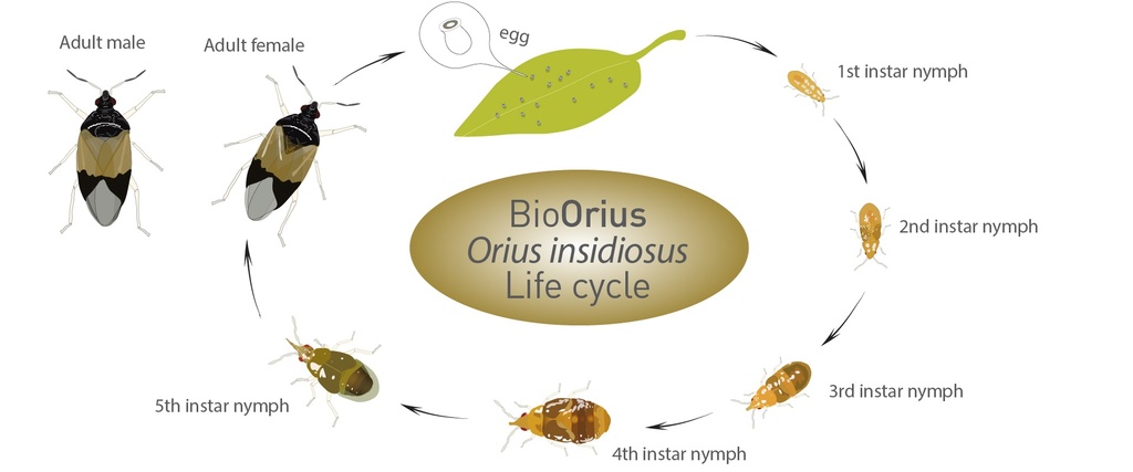 BioOrius - Orius insidiosus