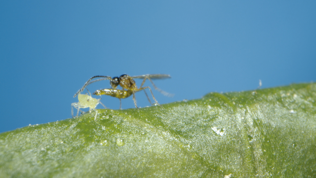 BioMatricariae - Aphidius matricariae mummies