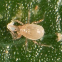 BioPersi+ -  Phytoseiulus persimilis + mites