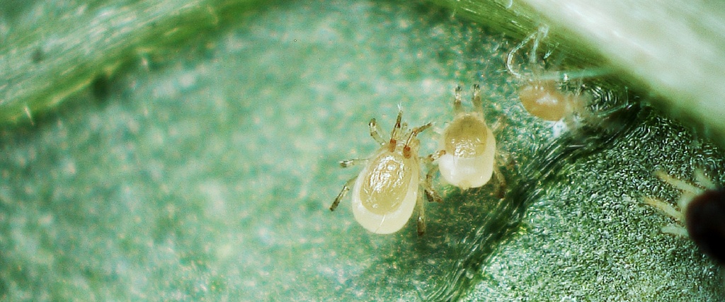 BioPersi+ -  Phytoseiulus persimilis + mites