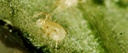 BioPersi+ -  Phytoseiulus persimilis + mites