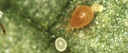 BioPersi+ -  Phytoseiulus persimilis + mites