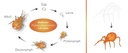 BioPersi+ -  Phytoseiulus persimilis + mites