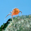 BioPersimilis - Phytoseiulus persimilis mites