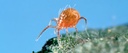BioPersimilis - Phytoseiulus persimilis mites