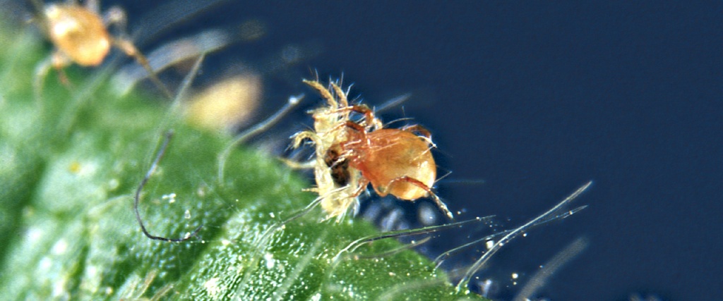 BioPersimilis - Phytoseiulus persimilis mites