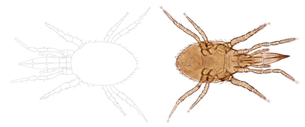 BioStratiolaelaps - Stratiolaelaps scimitus (Hypoaspis)